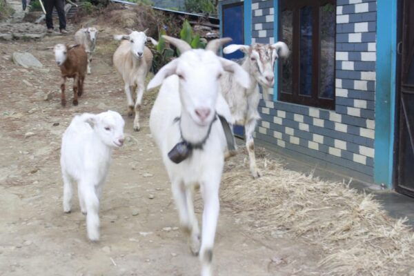 15-day Annapurna Base Camp Yoga & Trekking - Break Down