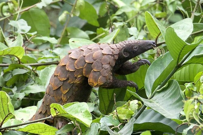 15-Day Ghana Wildlife Private Tour - Cultural Experiences