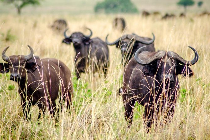 15 Day Gorillas, Chimps and Big 5 Safari Tour - Cultural Experiences