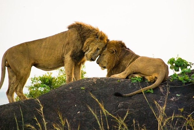 15 Day Gorillas, Chimps and Big 5 Safari Tour - Meals and Dining