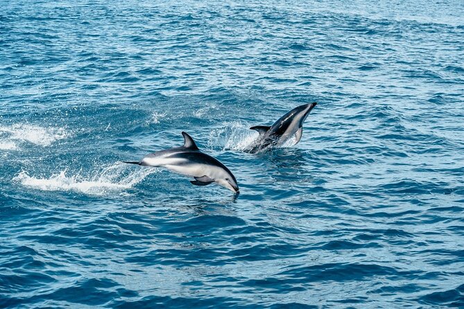 15 Day New Zealand Uncovered Haka Plus Tour - Ferry Journey on Cook Strait