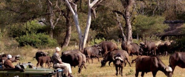 15 Day South Africa Tour Johannesburg to Cape Town - The Sum Up