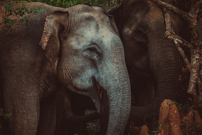 15-Day Tour in Sri Lanka With Private Driver - Transportation
