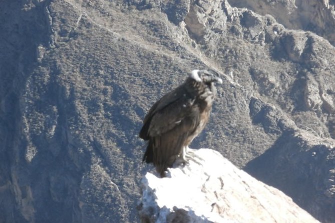 15-Day Tour of Peru Family Travel - Frequently Asked Questions
