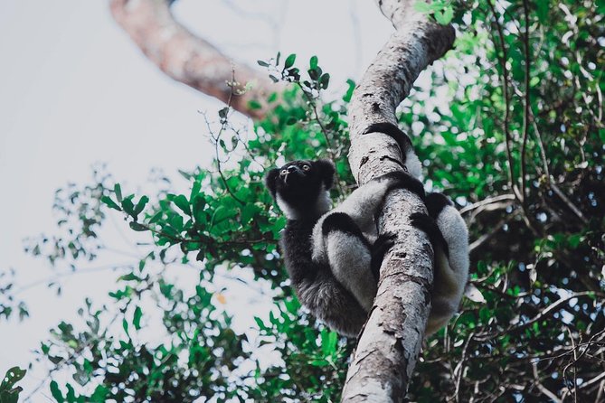15 Days Details Madagascar - Tour Operator Information