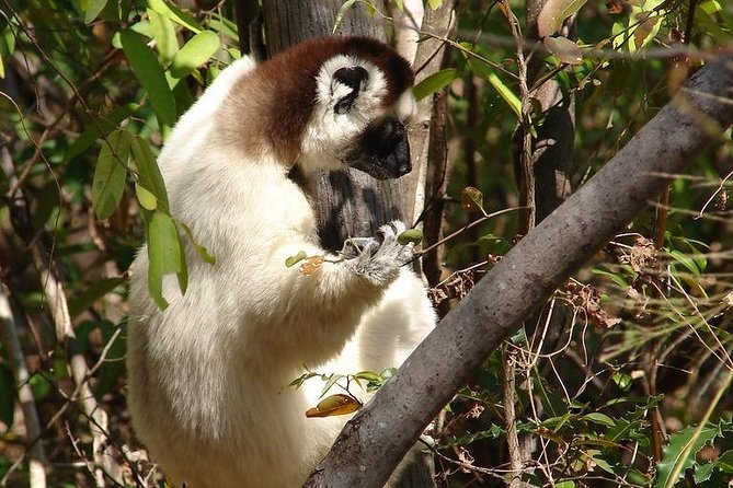15 Days Exploring South and West of Madagascar - Frequently Asked Questions