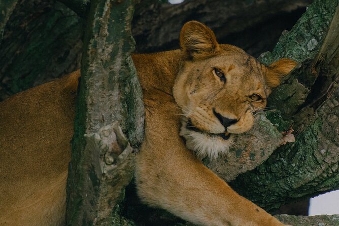 15 Days Primates and Wildlife Safari Private Adventure Tour - Good To Know