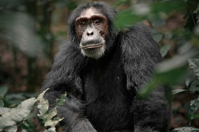 15 Days Primates and Wildlife Safari Private Adventure Tour - Pickup Details and Transportation