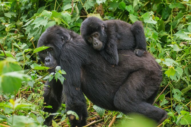 15 Days Primates and Wildlife Safari Private Adventure Tour - Operator Details and Booking Information