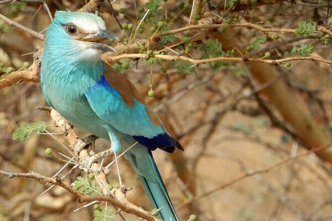 15 Days Tour :Birding Around Senegal - Accommodation Details