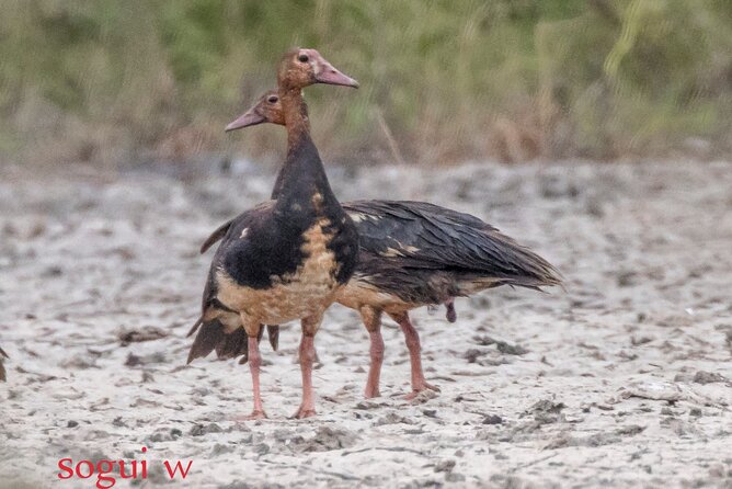 15 Days Tour :Birding Around Senegal - Pickup and Meeting Points