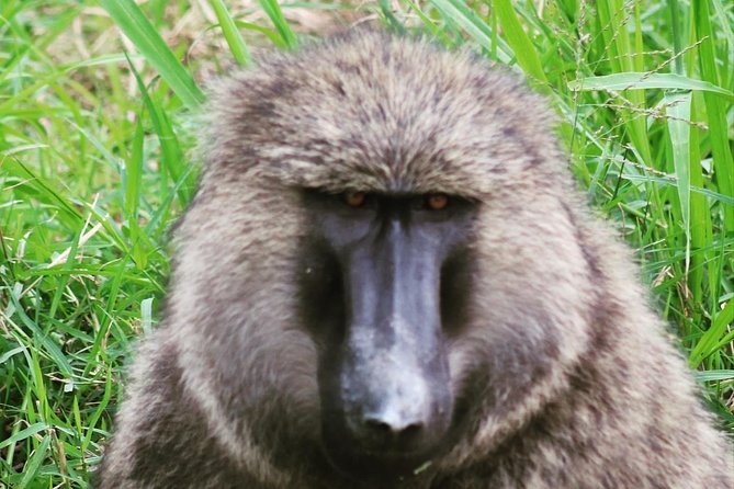 16-Day Best of Uganda Wildlife Safari via Jinja - Travel Tips and Recommendations