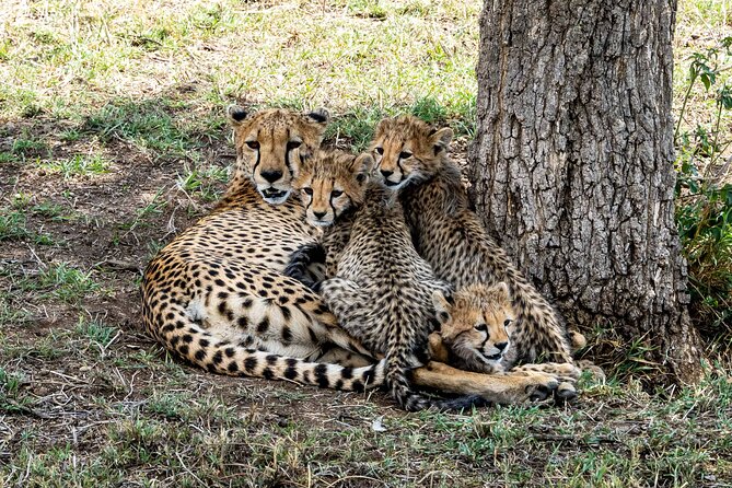16-Day Photo Tour to Uganda and Tanzania - Customer Reviews