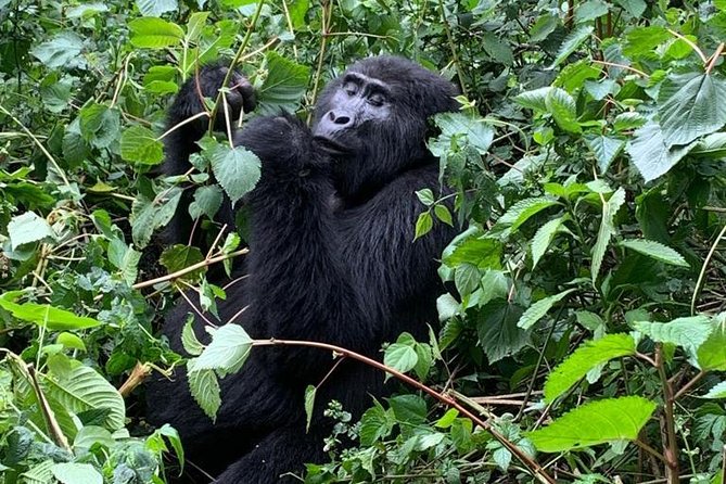 16 Days Uganda Wildlife Safari Holiday - Cultural Experiences