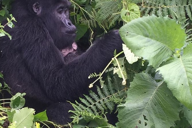 16 Days Uganda Wildlife Safari Holiday - Booking Information
