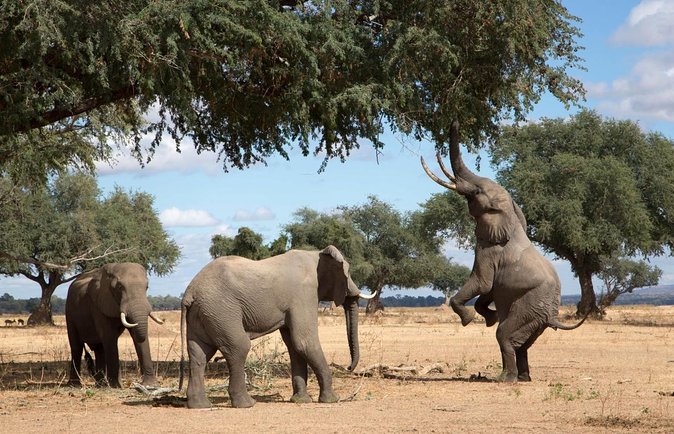 17 Days Buffalo Track Botswana Private Tour - Good To Know