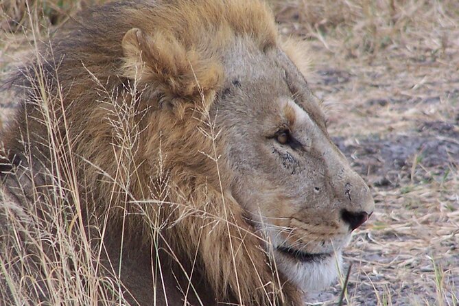 17 Days Buffalo Track Botswana Private Tour - Booking Information