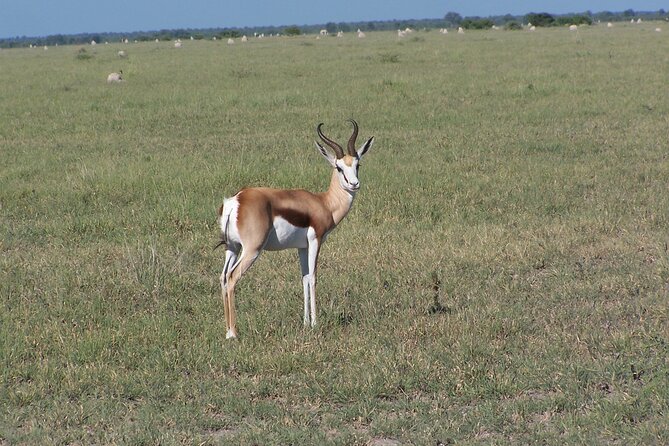 17 Days Buffalo Track Botswana Private Tour - Additional Details