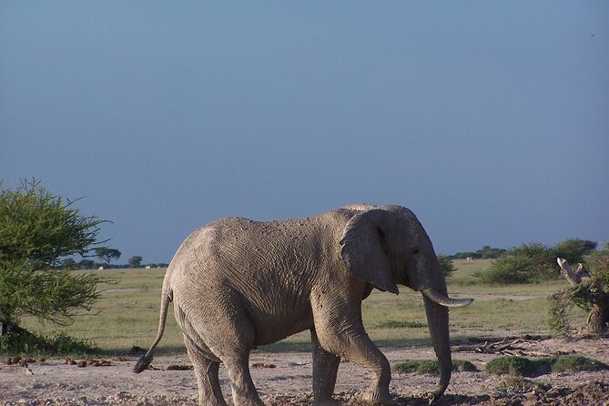 17 Days Buffalo Track Botswana Private Tour - Pickup Points
