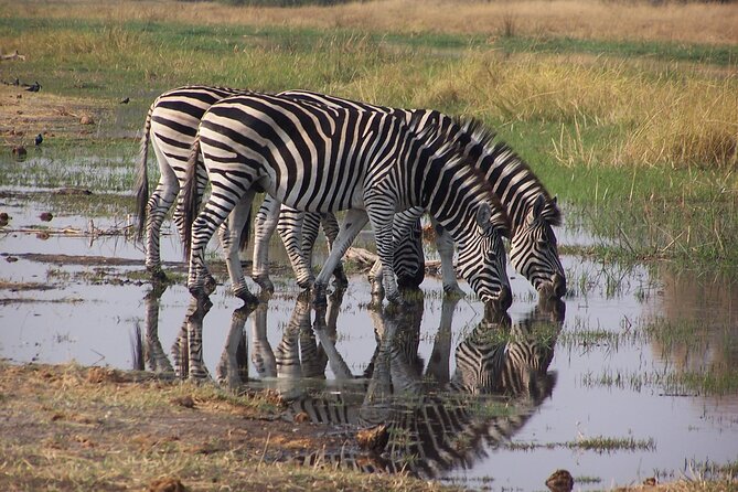 17 Days Buffalo Track Botswana Private Tour - Check Availability
