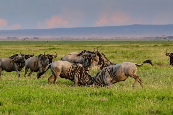 18 Day Wildlife, Landscapes and Cultural Safari (Lodging) - Wildlife Encounters