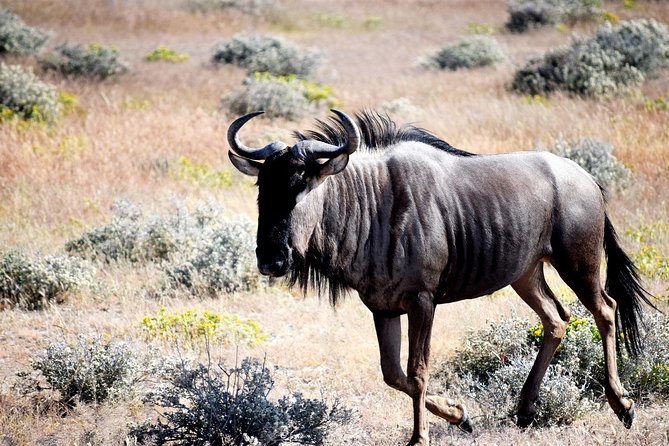 18 Day Wildlife, Landscapes and Cultural Safari (Lodging) - Booking Information