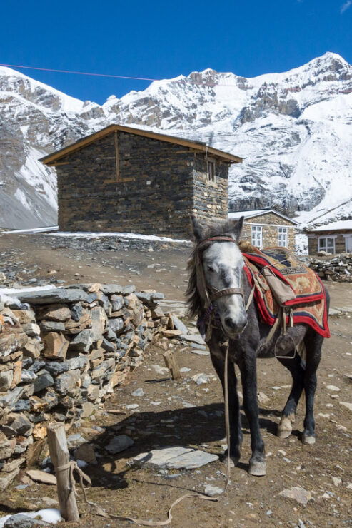 18 DAYS - ANNAPURNA CIRCUIT TREK - NO TIPS POLICY - Key Points