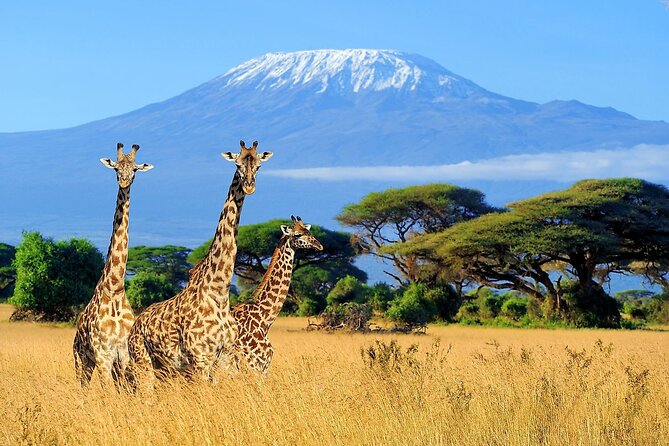 19-Days Private Cycling Expedition From Kenya to Tanzania - Cancellation Policy and FAQs