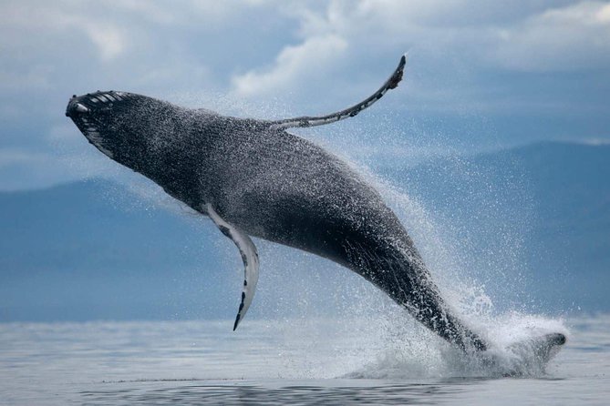 1hr ATV Adventure & Whale Watching Combination Tour From Reykjavik - Pricing and Booking Details