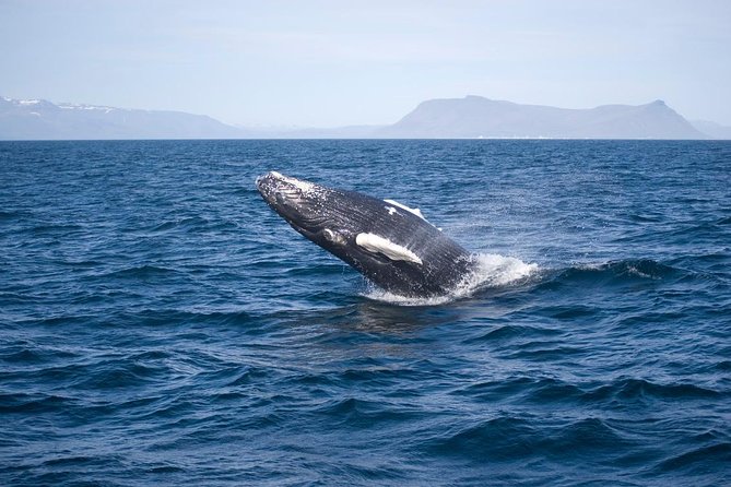 1hr ATV Adventure & Whale Watching Combination Tour From Reykjavik - Additional Information