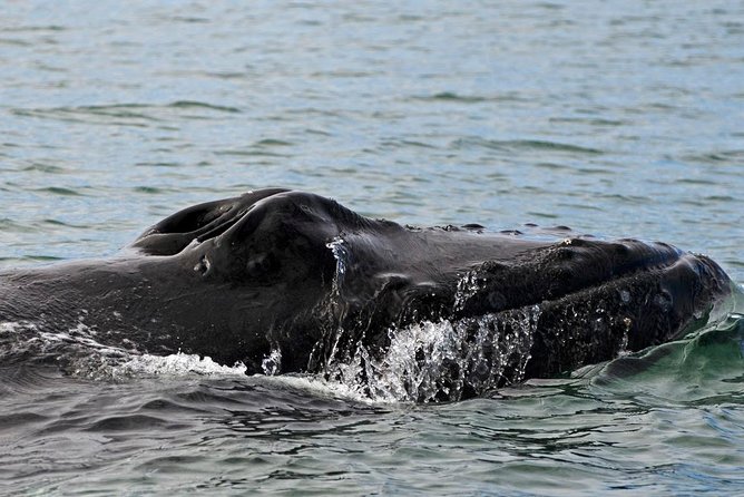 1hr ATV Adventure & Whale Watching Combination Tour From Reykjavik - Directions and Recommendations