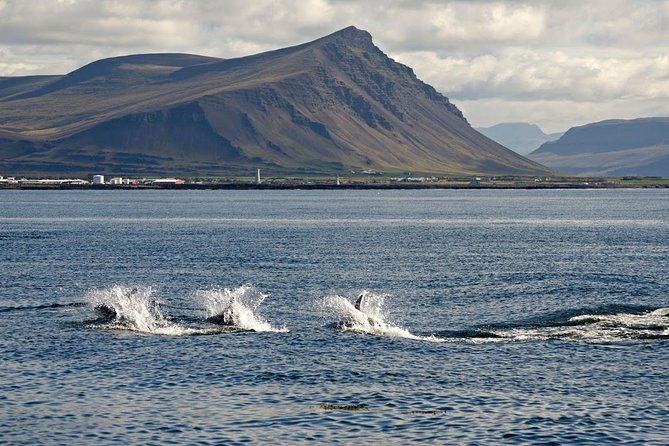 1hr Buggy Adventure & Whale Watching From Reykjavik - Important Reminders