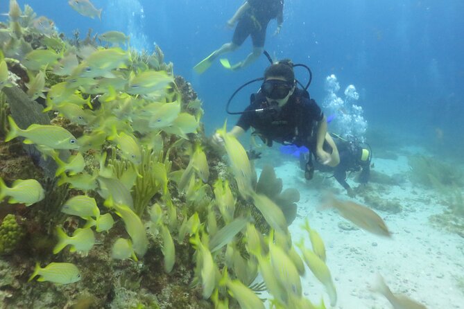 1st Life Experience Scuba Diving in Cancun FREE Photos/Videos - The Sum Up