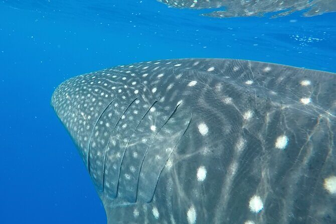 2.5 Hour Morning Snorkel - The Sum Up