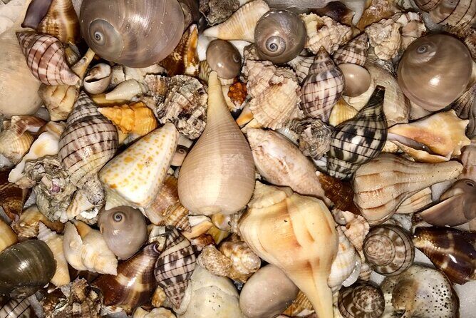 2.5 Hour Shell Key Island Adventure Including Dolphins And Shells - Why This Tour Is Worth Considering