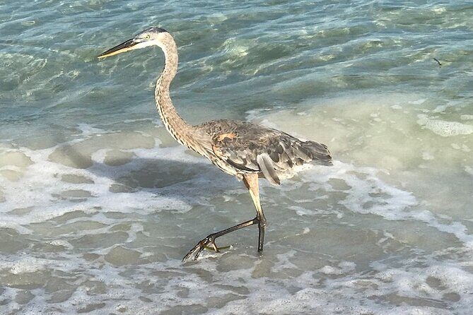2.5 Hour Shell Key Island Adventure Including Dolphins And Shells - The Sum Up