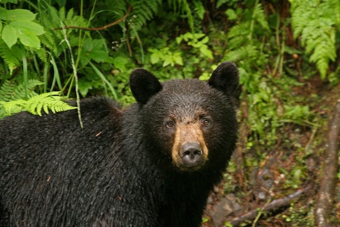 2.5 Hour Tour in Ketchikan on the Tongass Trolley - Common Questions