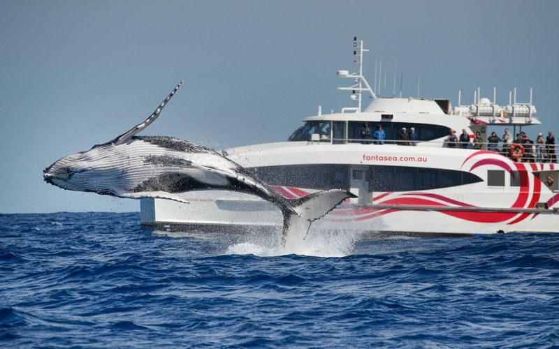 2.5-Hour Whale Watching Discovery Cruise on Sydney Harbour - From Aquarium Wharf toward the open sea
