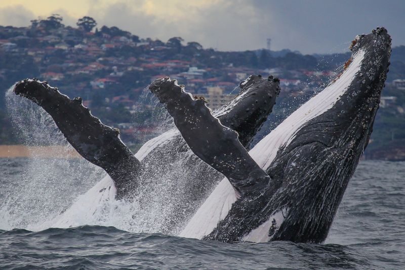 2.5-Hour Whale Watching Discovery Cruise on Sydney Harbour - Searching for humpbacks, not a guaranteed show