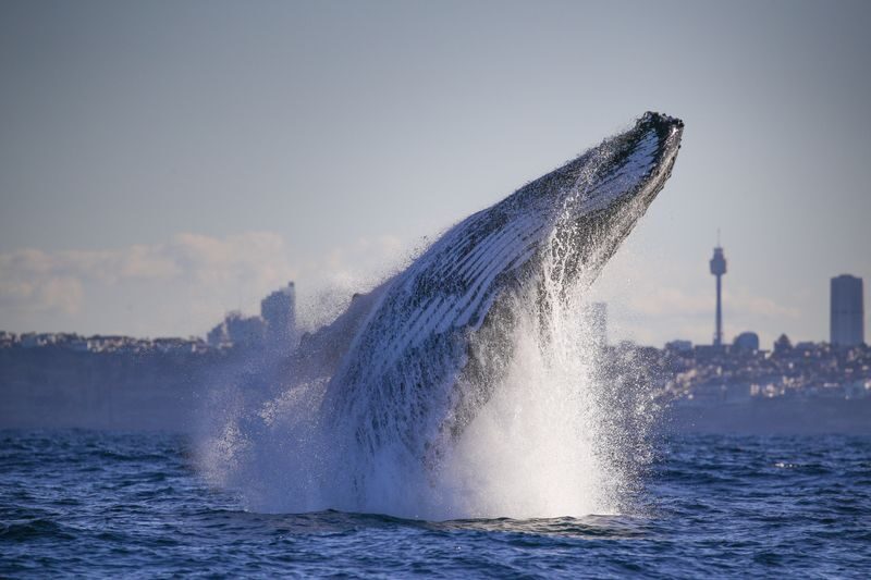2.5-Hour Whale Watching Discovery Cruise on Sydney Harbour - Rough water changes the equation