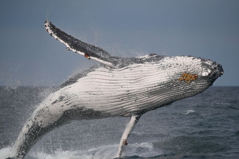 2.5-Hour Whale Watching Discovery Cruise on Sydney Harbour - Timing, departure choices and an important check