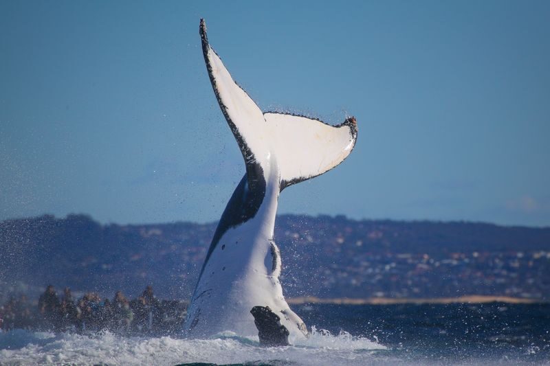 2.5-Hour Whale Watching Discovery Cruise on Sydney Harbour - Is the fare good value?