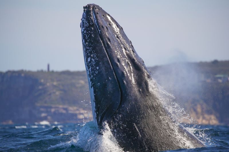 2.5-Hour Whale Watching Discovery Cruise on Sydney Harbour - Who will enjoy this cruise most