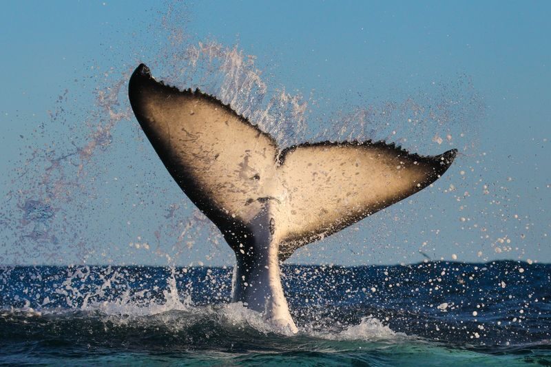 2.5-Hour Whale Watching Discovery Cruise on Sydney Harbour - Should you book the Darling Harbour whale cruise?