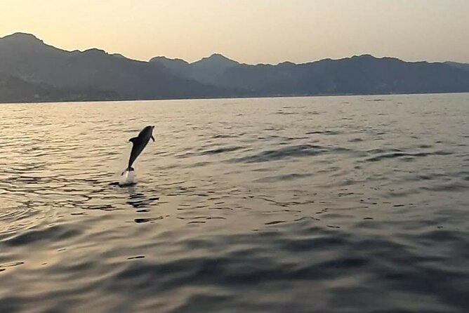 2.5 Hours Sunset Tour With Aperitif in Search of Dolphins - Inclusions