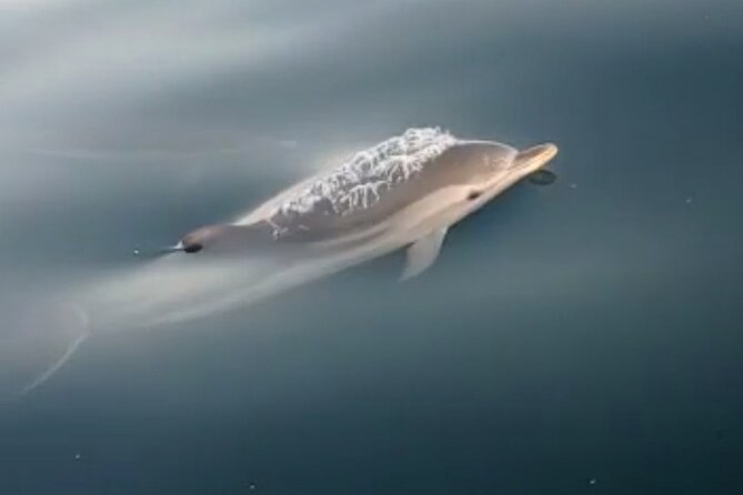 2.5 Hours Sunset Tour With Aperitif in Search of Dolphins - Common Questions