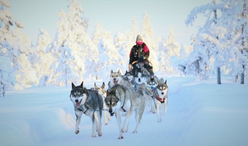 2-5km Huskies sled ride experience as passenger - The essentials at a glance