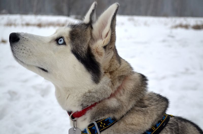 2-5km Huskies sled ride experience as passenger - A short ride, with room to enjoy the dogs