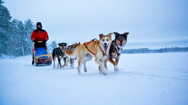 2-5km Huskies sled ride experience as passenger - On the sled, then back with the huskies
