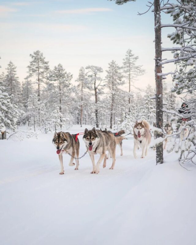 2-5km Huskies sled ride experience as passenger - The pickup deserves your attention